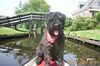 Bouvier des Flandres Hund