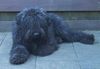 Bouvier des Flandres Hund