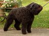 Bouvier des Flandres Hund