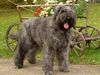 Bouvier des Flandres Hund