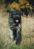 Bouvier des Flandres Hund