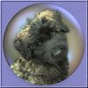 Bouvier des Flandres Hund