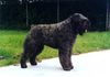 Bouvier des Flandres Hund