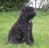 Bouvier des Flandres Hund