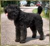 Bouvier des Flandres Hund