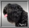 Bouvier des Flandres Hund