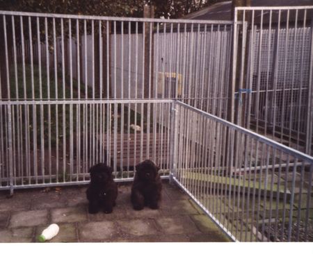 Bouvier des Flandres Pups Fuset Miranda Fan't Fryske Lan