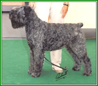 Bouvier des Flandres Regan Kyra v. Bouvier Topline, Deutscher Champion