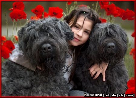 Bouvier des Flandres Regan mit Rhodos und Odet