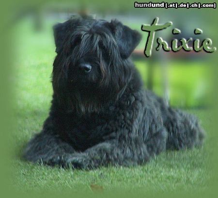 Bouvier des Flandres Trixie-Kim von der Akkelei