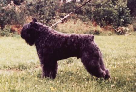 Bouvier des Flandres Champion Zandor Fuset Fan \'t Fryske Lan -Deutscher Champ. - Deutscher VDH Champ. Zwitsers Champ. - Oostrijks Champ.- Deutscher Europa sieger