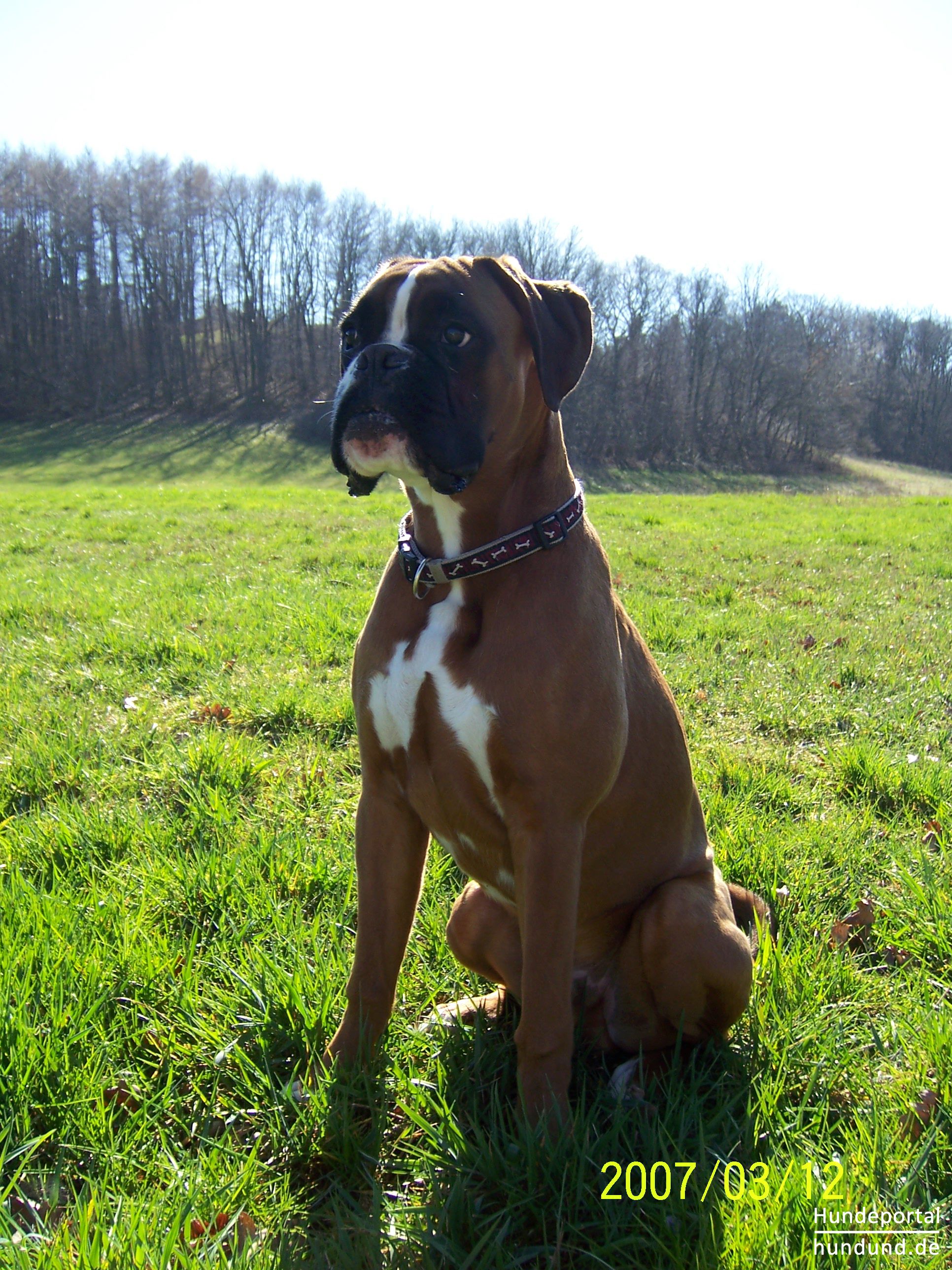 Boxer, Deutscher Boxer Foto 38078 hundund.de