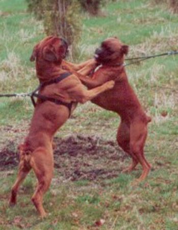 Boxer Ein Tänzchen in Ehren