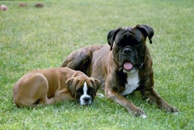 Boxer Jacko v.Bickefelder Sprung und Roxanne v.Maximilian