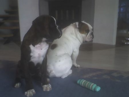 Boxer  WOODY BOX DOLLY und OLIVER