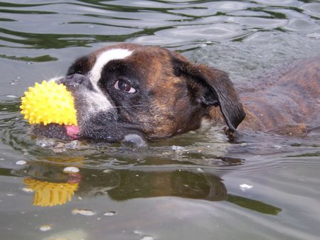 Boxer Doro beim Baden