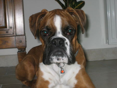 Boxer Rocky 4 Jahre alt