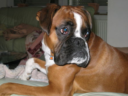 Boxer Rocky 4 Jahre alt