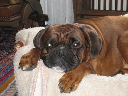 Boxer Enrico von Sankt Vith