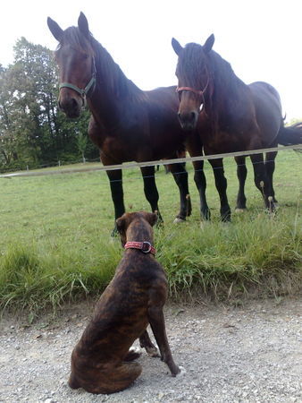 Boxer beaty &horses