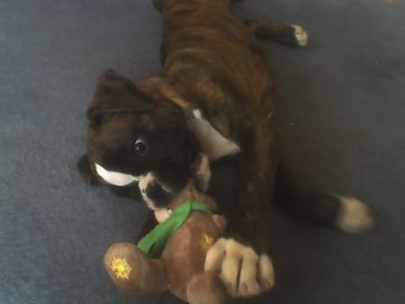 Boxer LAS UNS SPIELEN! WOODY BOX DOLLY