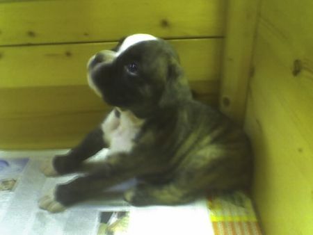 Boxer WOODY BOX DOLLY  5 wochen alt