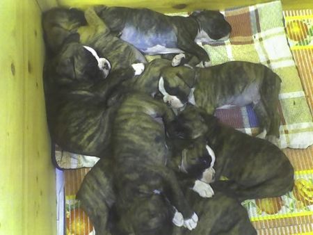 Boxer HUNDE BABIES