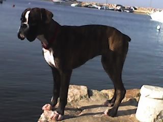 Boxer WOODY BOX DOLLY am meer