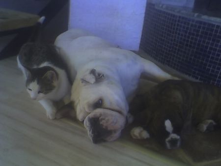 Boxer  Lucy, Oli   und Jimmy BESTE FREUNDE 