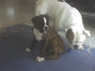 Boxer  Lucy (Woody box Dolly) und Oli