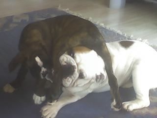 Boxer wilde spiele  Lucy und Oli