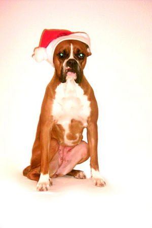 Boxer ho ho ho....der Weihnachtsmann hatte keine Chance