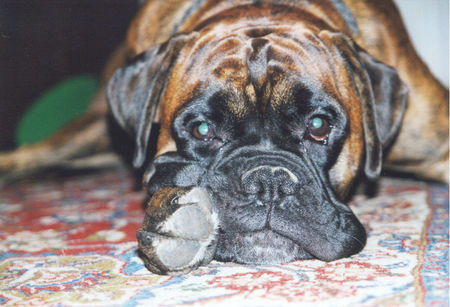 Boxer Rocky