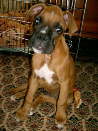 Boxer Schmuse-Hund Lennox