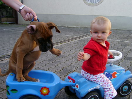 Boxer Lennox und Johanna, beide Baby