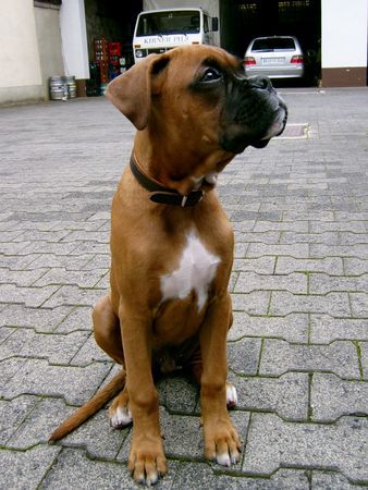 Boxer Lennox, unser Ein und Alles