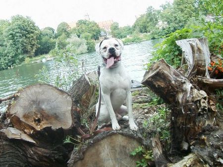 Boxer mein Butch ein weißer Boxer