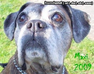 Boxer Boxerhündin Maxi im Alter von fast 12 Jahren