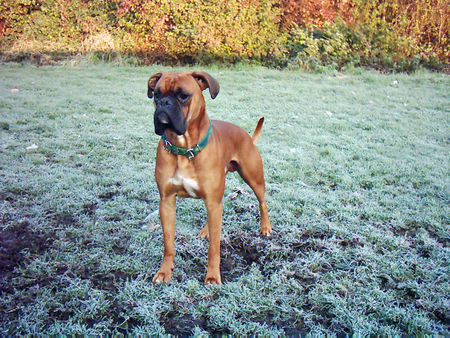 Boxer Sam *10.05.2004