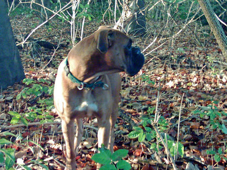 Boxer Sam *10.05.2004