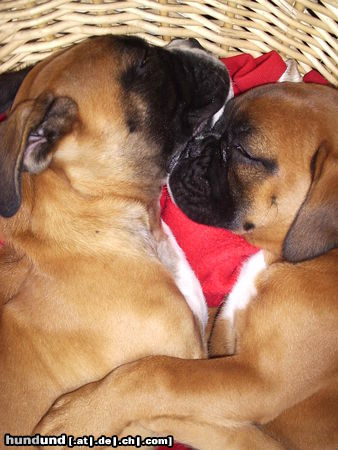 Boxer Max & Dicke