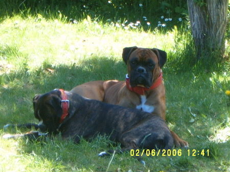 Boxer Rocko & Nala