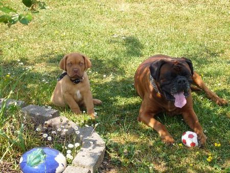 Boxer Großer Opa Rocky (Boxer)und kleiner Bruno