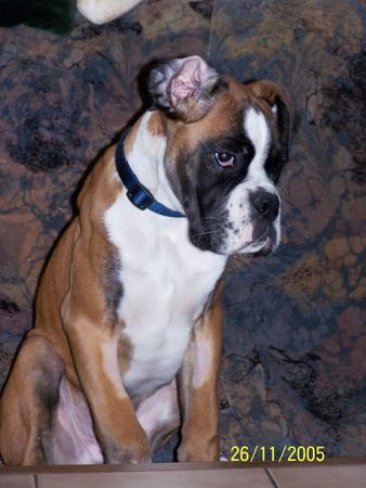 Boxer Suche Wurfgeschwister