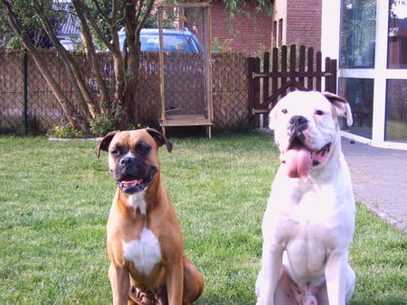 Boxer CESCO &  LADY