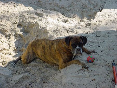 Boxer Camping