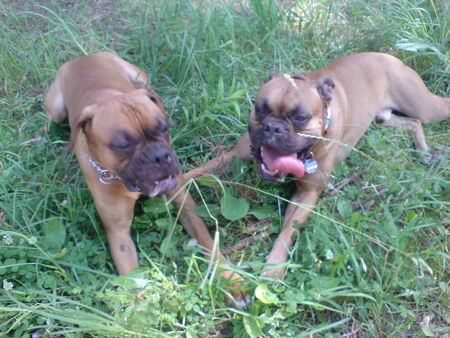 Boxer Ferris und sein Kumpel...zum verwechseln ähnlich!