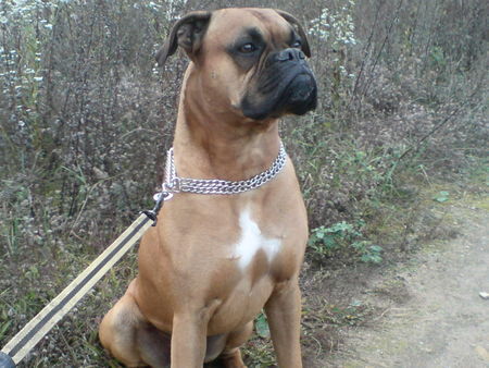 Boxer Mein Baby Ferris