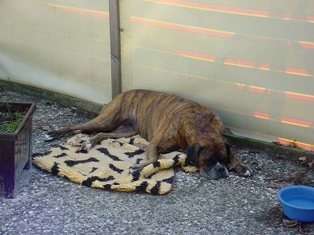 Boxer Camping