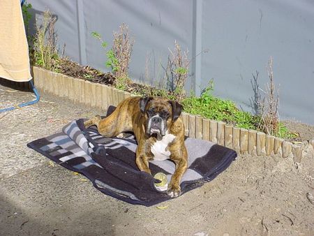 Boxer Camping